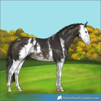 Horse Color:Buckskin Sabino Splash 