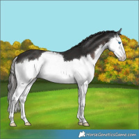 Horse Color:Liver Chestnut Splash 