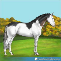 Horse Color:Liver Chestnut Splash 