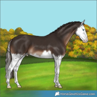 Horse Color:Liver Chestnut Splash