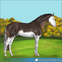 Horse Color:Liver Chestnut Splash 