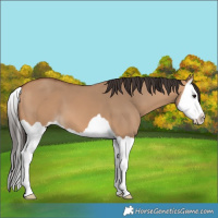 Horse Color:Bay Dun Splash