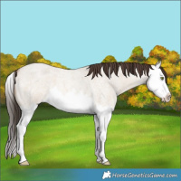 Horse Color:Sable Champagne Roan Dun Splash