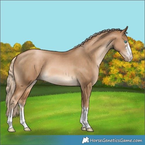 Horse Color:Chocolate Palomino Pearl 