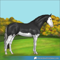 Horse Color:Liver Chestnut Splash