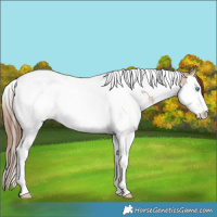 Horse Color:Red Dun Roan Splash Tobiano 