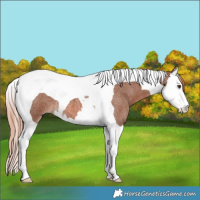 Horse Color:Red Roan Splash Tobiano