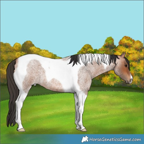 Horse Color:Bay Roan Tobiano 