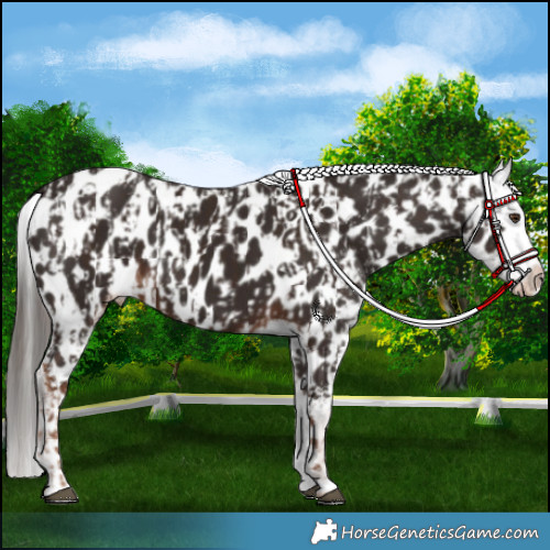 Horse Color:Liver Chestnut Appaloosa  and Liver Chestnut Appaloosa 
