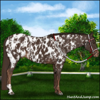 Horse Color:Liver Chestnut Appaloosa and Liver Chestnut Appaloosa