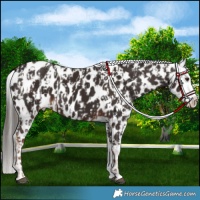 Horse Color:Liver Chestnut Near Leopard  and Liver Chestnut Near Leopard 