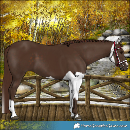 Horse Color:Liver Chestnut  and Liver Chestnut Splash 
