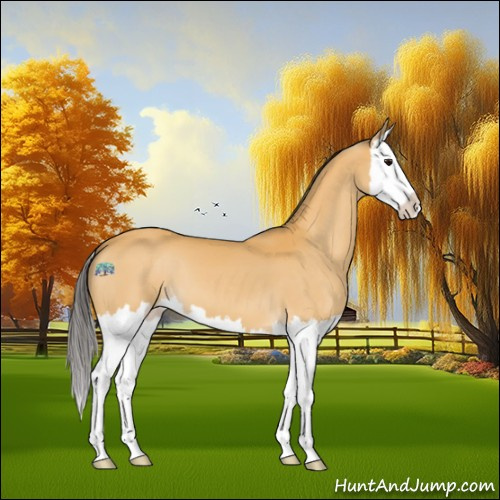 Horse Color:Buckskin Splash