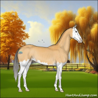 Horse Color:Buckskin Splash 