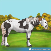 Horse Color:Liver Chestnut Splash  and Liver Chestnut Splash Varnish 