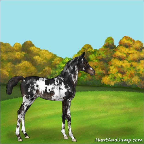 Horse Color:White Spotted Liver Chestnut Ice 
