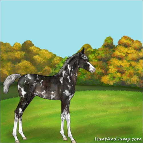Horse Color:White Spotted Liver Chestnut Ice Mushroom Splash 