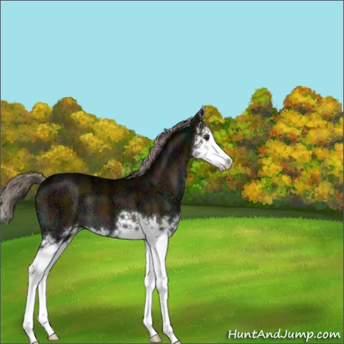 Horse Color:Midnight Chocolate Palomino Ice Onyx Sabino Splash 