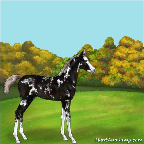 Horse Color:White Spotted Midnight Liver Chestnut Ice Splash 
