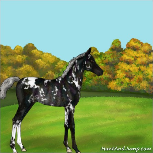Horse Color:White Spotted Midnight Liver Chestnut Ice Mushroom Rabicano 