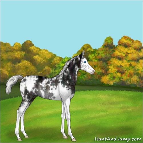 Horse Color:White Spotted Midnight Liver Chestnut Ice Mushroom Splash Rabicano 