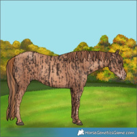 Horse Color:Liver Chestnut  and Gold Champagne 