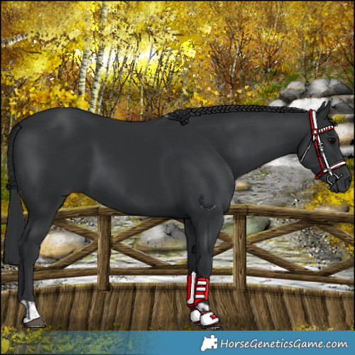 Horse Color:Black  and Black 