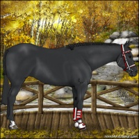Horse Color:Black  and Black 