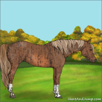 Horse Color:Liver Chestnut  and Chestnut 