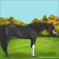 Horse Color:Black 