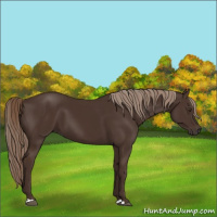 Horse Color:Liver Chestnut 