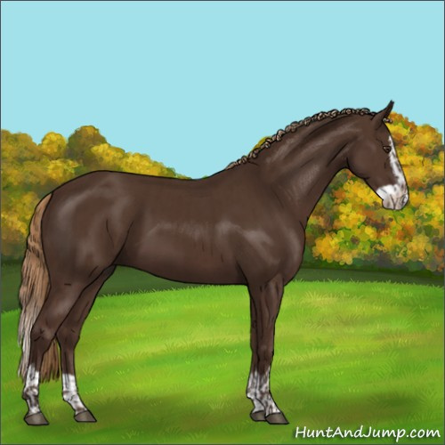 Horse Color:Liver Chestnut  and Liver Chestnut Splash 