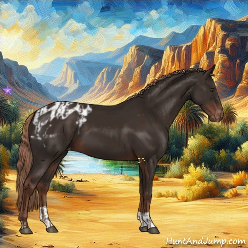 Horse Color:Liver Chestnut  and Liver Chestnut Appaloosa 