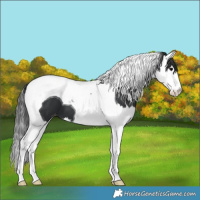 Horse Color:Black Splash Tobiano Varnish 