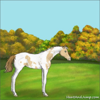 Horse Color:White Spotted Amber Cream Champagne Tobiano Varnish 