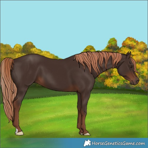 Horse Color:Liver Chestnut 