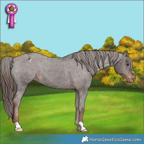 Horse Color:Liver Chestnut Appaloosa 