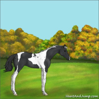 Horse Color:Black Tobiano 