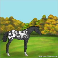 Horse Color:Black Appaloosa 