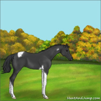 Horse Color:Black Tobiano