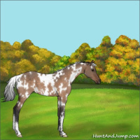 Horse Color:White Spotted Brown Dun 