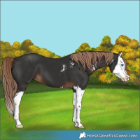 Horse Color:Liver Chestnut Sabino Splash 