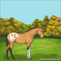 Horse Color:Buckskin Appaloosa