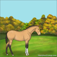 Horse Color:Buckskin Roan 