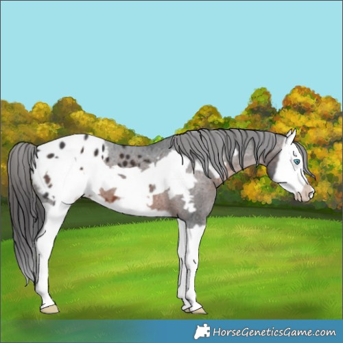 Horse Color:Brown Splash Frame Appaloosa 
