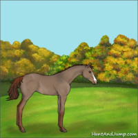 Horse Color:Liver Red Dun 