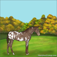 Horse Color:White Spotted Liver Chestnut Frame Appaloosa 