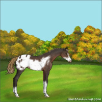 Horse Color:Liver Chestnut Frame Appaloosa 