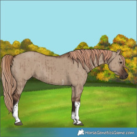 Horse Color:Liver Red Dun Tobiano Brindle