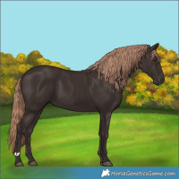 Horse Color:Liver Chestnut